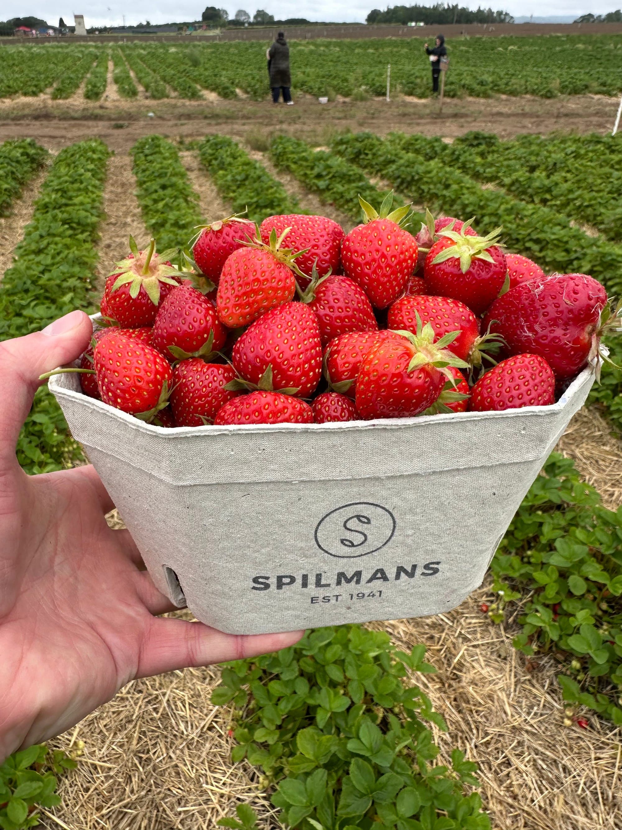 Strawberry picking at Spilmans